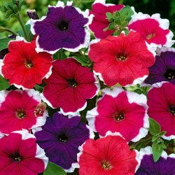 Garden petunia Iluzja (Illusion) - färgblandning - 
