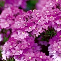 粉色紫色马鞭草；虚荣 - 