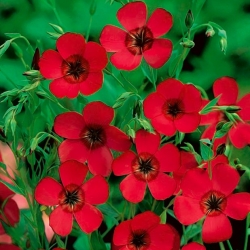 Червоний квітковий однорічний льон - 