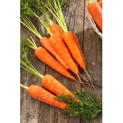 Carrot Fatima - pelbagai jenis akhir - 