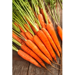 Carrot Finesse - một giống muộn - 