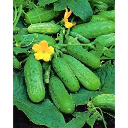 Cucumber Brilant F1 - để trồng trong nhà kính - 