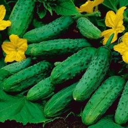 Огірок Лазурит F1 - для вирощування в теплицях - 