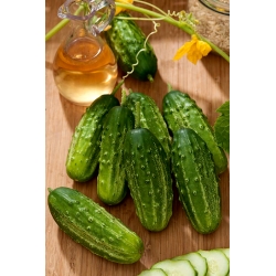 Field cucumber Traper F1 - SEED TAPE WITH HYDROGEL