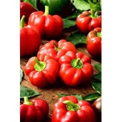 Raudonieji pomidorų pipirai Olenka - suploti ir briaunoti vaisiai - 
