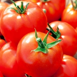 Tomate Sycamore - frühe Freilandtomate, köstliche, zarte Sorte