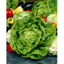 Butterhead lettuce Dippego - varietas terlambat - 