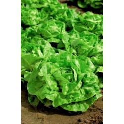 Sviesta salāti Madera - agra, garšīga šķirne - 