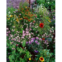 Flowery Meadow Express - mix of over 20 quickly growing varieties - 500 grams