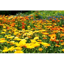 Pot kadife çiçeği - melez bitki - 100 gram; kızılcıklar, ortak kadife çiçeği, İskoç kadife çiçeği - 