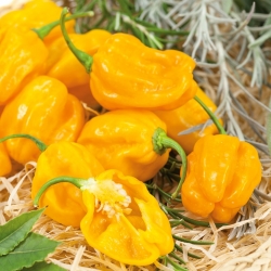 Hot yellow pepper Habanero Yellow;  chilli
