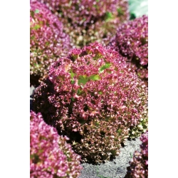 Red frizzled leaf lettuce Lollo Rossa