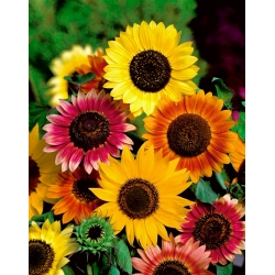 Bunga matahari hiasan - campuran pelbagai warna - 100 gram - 
