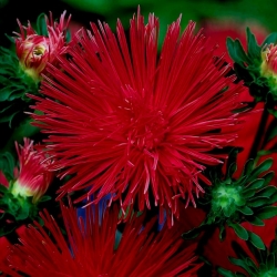 Needle petal aster Kriemhild - ruby red