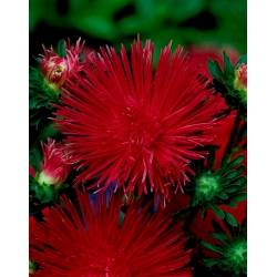 Nadel-Blütenblatt-Aster Kriemhild - rubinrot