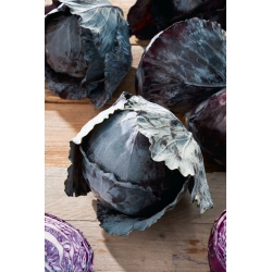 Red head cabbage Langedijker Dauer 2 - late variety