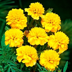 French marigold Petite Gold