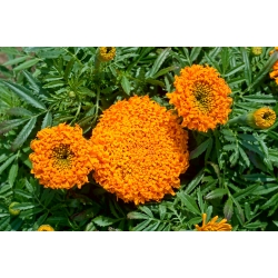 Marigold Meksiko Pollux Orange; Marigold Aztec - 