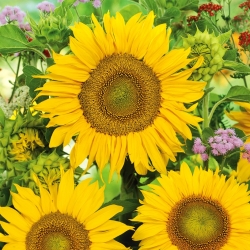 Dwarf ornamental sunflower Sunspot