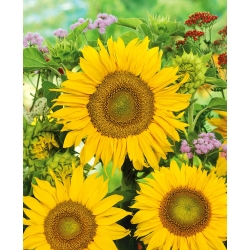Dwarf ornamental sunflower Sunspot