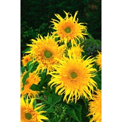 Mittelgroße dekorative Sonnenblume Astra Gold