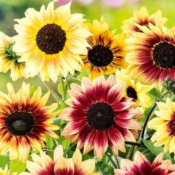 Niedrig wachsende dekorative Sonnenblume &quot;Finesse&quot; - 
