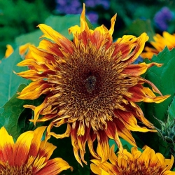 Keskipitkä koristeellinen auringonkukka Astra Brown