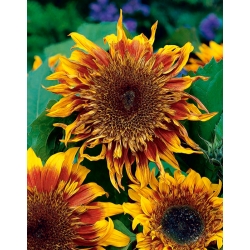 Mittelgroße dekorative Sonnenblume Astra Brown- 