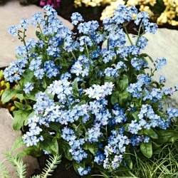 Forget-Me-Not, Wood Forget-Me-Not hạt giống - Myosotis alpestris - 450 hạt giống - Myosotis alpestris
