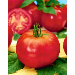 Tomate - Betalux - 220 sementes - Lycopersicon esculentum Mill
