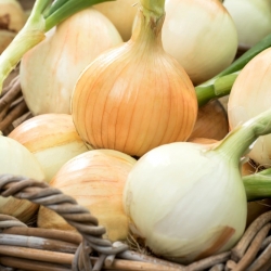 Onion Tonda Musona - white medium late variety