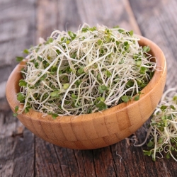 BIO Kiemzaden met een kleine spruit - Broccoli - gecertificeerde biologische zaden - 