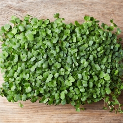 BIO Sprouting seeds with a small sprouter - Rocket, arugula - certified organic seeds