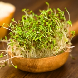 BIO Spirer frø med en liten spire - Alfalfa - sertifiserte organiske frø - 