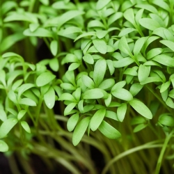 BIO Проращивание семян маленьким ростком - Кресс-салат - сертифицированные органические семена - 