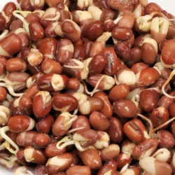 Sprouting seeds with a large sprouter - Red kidney bean