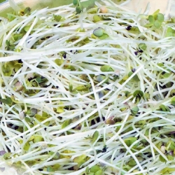 Sprouting seeds with a small sprouter - White mustard