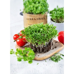 Микрозелени - кориандър - млади уникални на вкус листа - 100 грама - 
