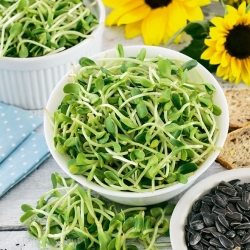 Sprouting seeds with a large sprouter - Sunflower