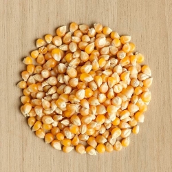 Sprouting seeds with a small sprouter - Corn, Maize