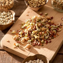 Sprouting seeds with a large sprouter - Body strengthening Mix