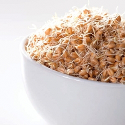 Sprouting seeds with a large sprouter - Wheat