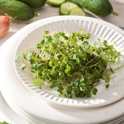 BIO Csírázó magvak - Rakéta - Sült saláta kitûnõ - Tanúsított ökológiai magvak - 