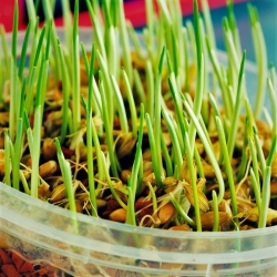 Sprouting seeds with a large sprouter - Barley