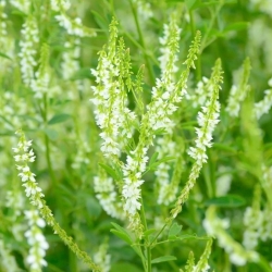 Honigklee - wohlriechende Pflanze - 100 Gramm; weißer Melilot, Bokhara-Klee, weißer süßer Klee, süßer Klee - 