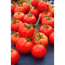 Tomato sawah Rumba Ozarowska - pelbagai awal - Biji COATED - 