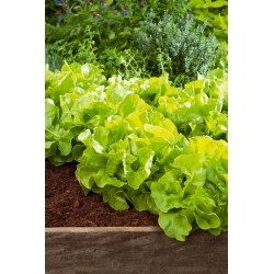 Butterhead lettuce Edyta Ozarowska - large, bright green heads - COATED SEEDS