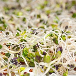 Sprouting seeds with a large sprouter - Mild Mix