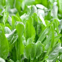 Sorrel ‘Lyon’ - 500 gramas; doca de espinafre, doca de folhas estreitas, azeda de jardim - 
