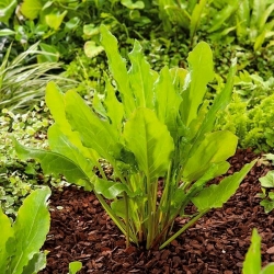 Common sorrel Bellville - 500 gram; spinach dock, garden sorrel